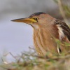 Bukacek maly 5425